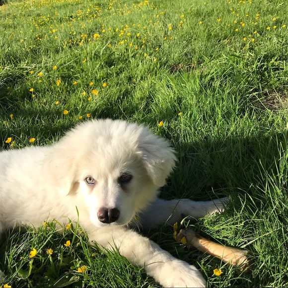 Meet your Posher, Sequoia - Picture 1 of 1